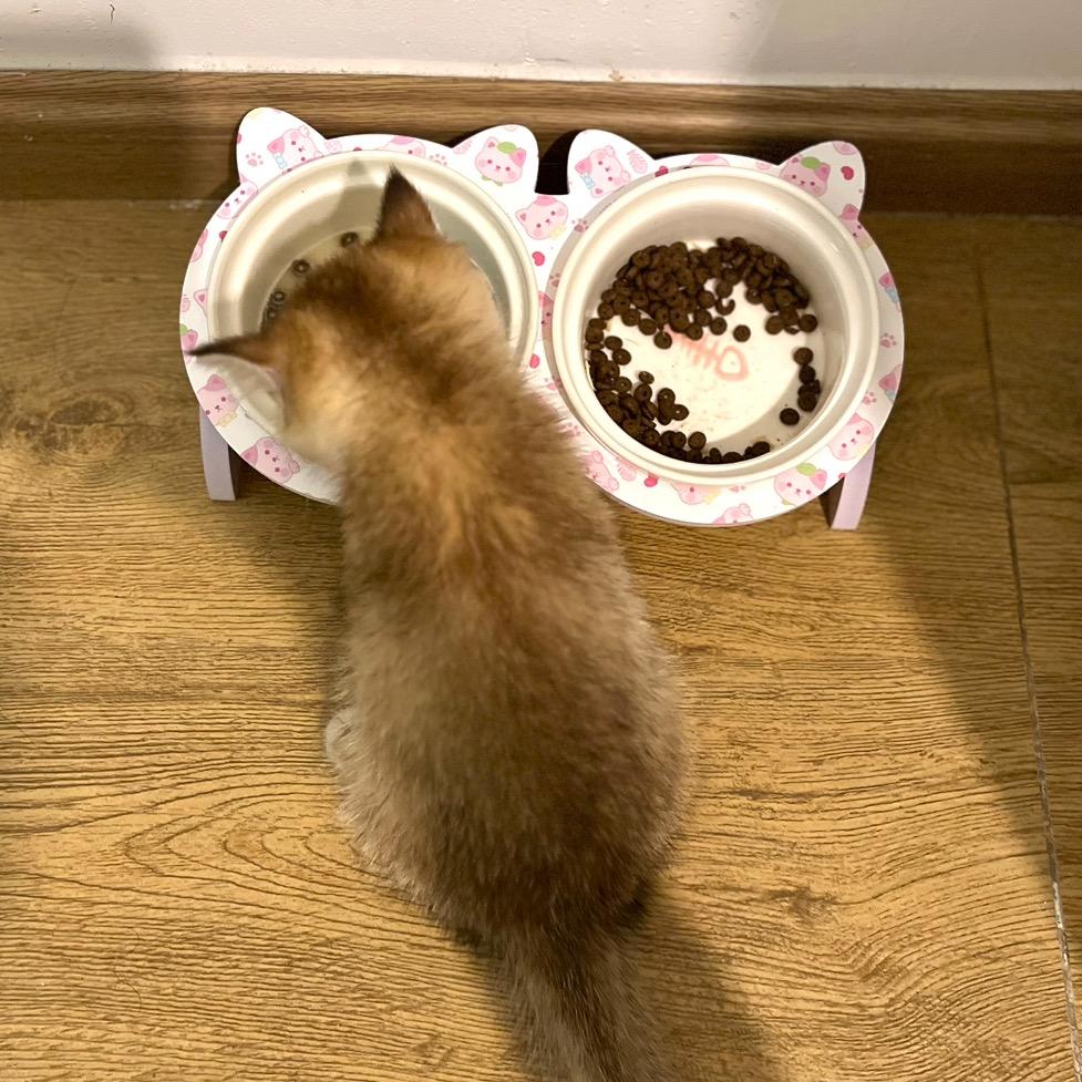 小花喵🐱