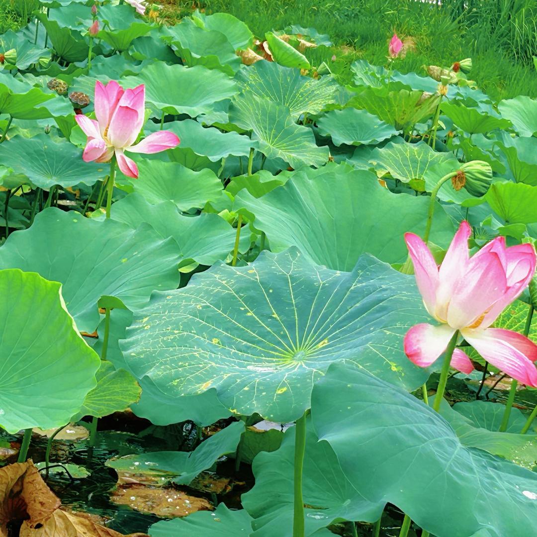 小he的赫