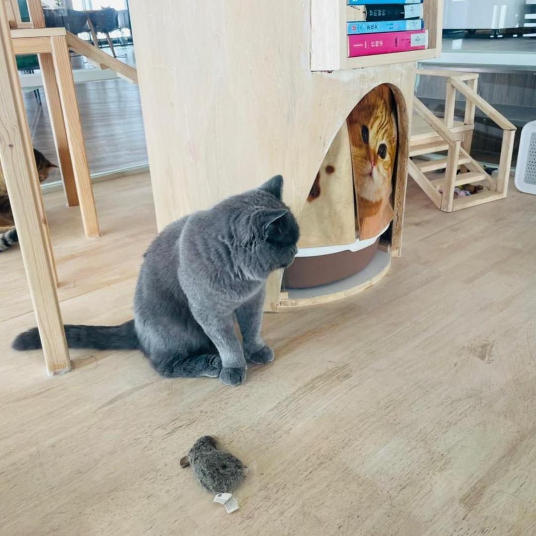 赵小猫🐱