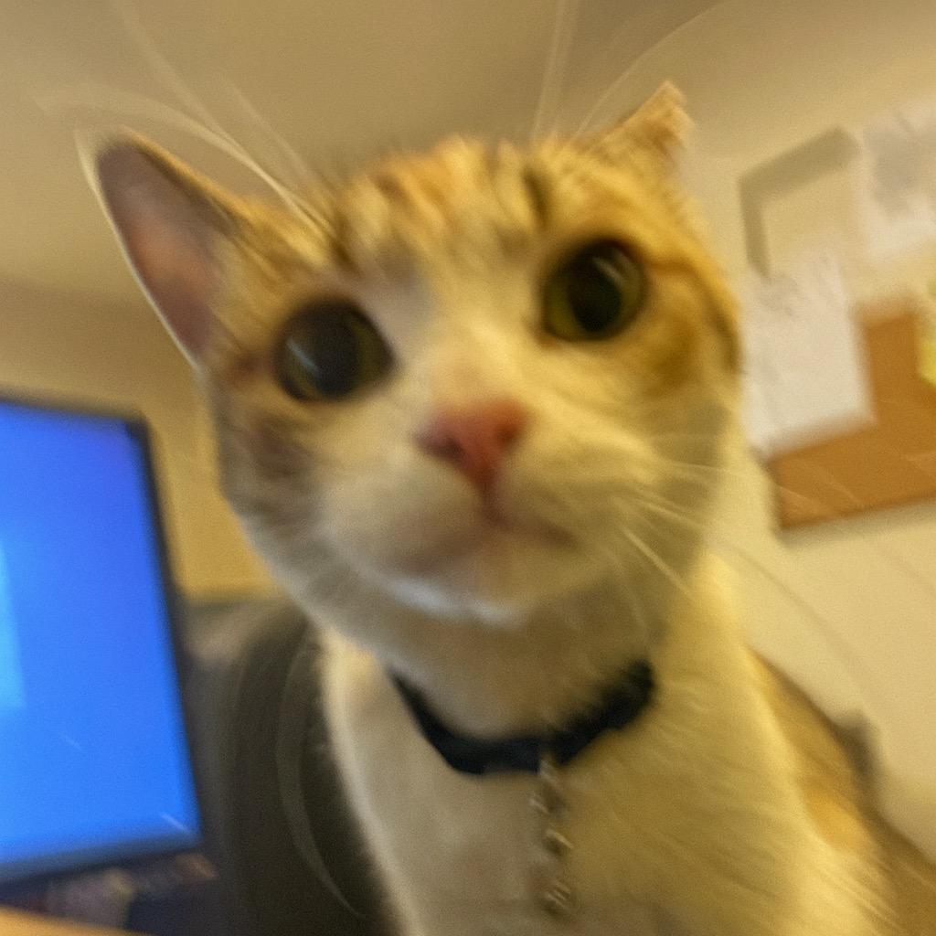 小鲤