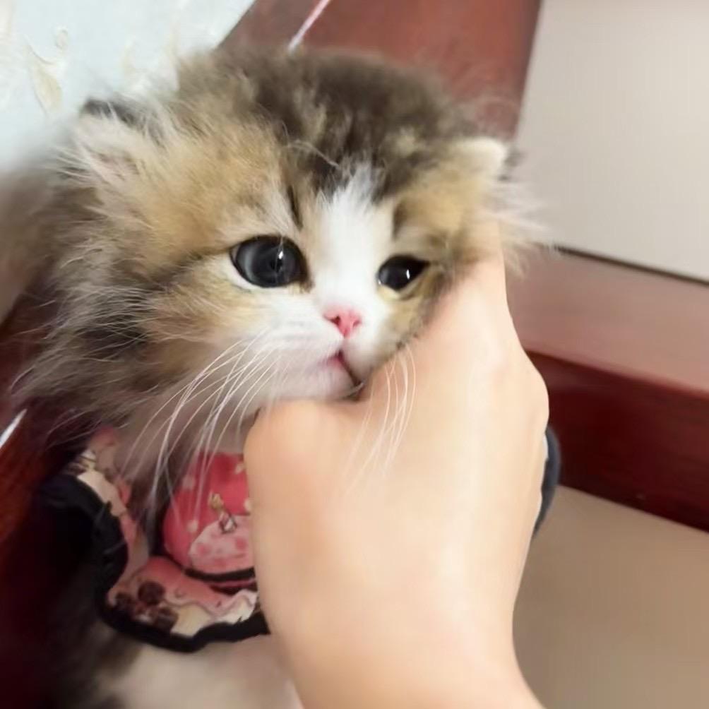 凯斯猫舍