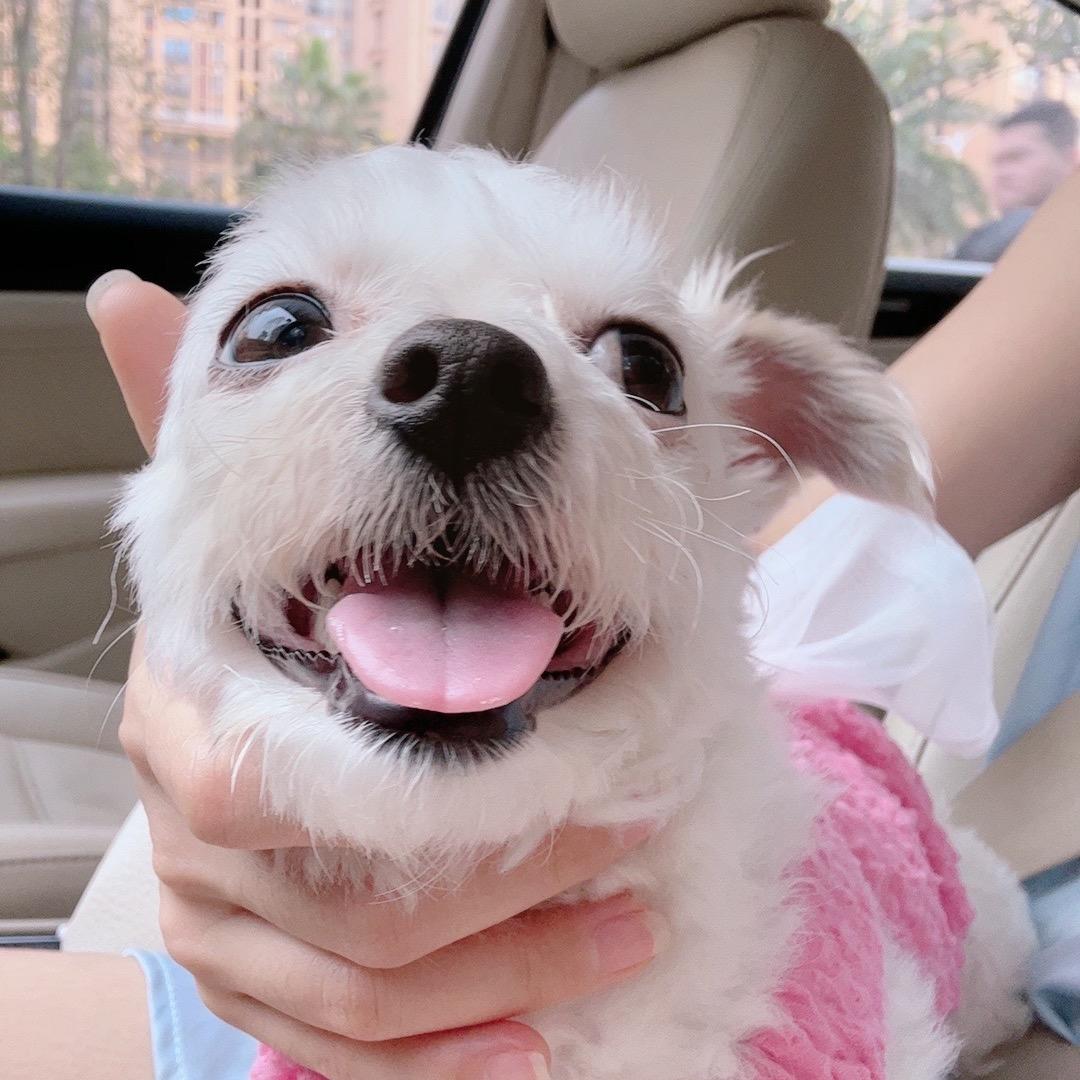 猪猪女孩🐷