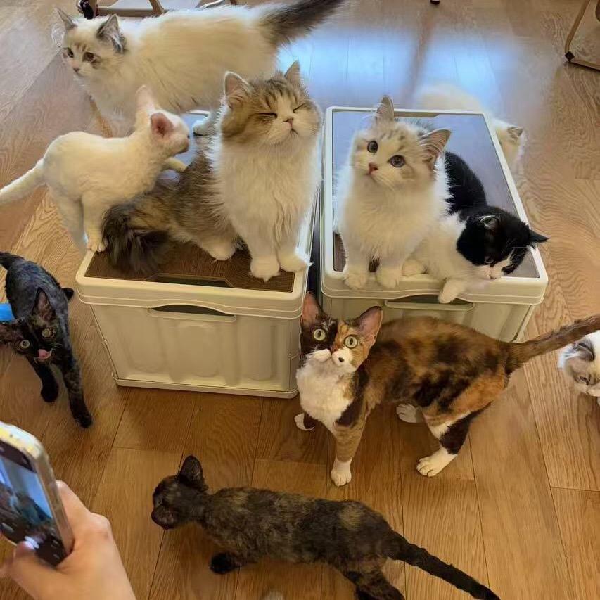 曹操喵猫咖