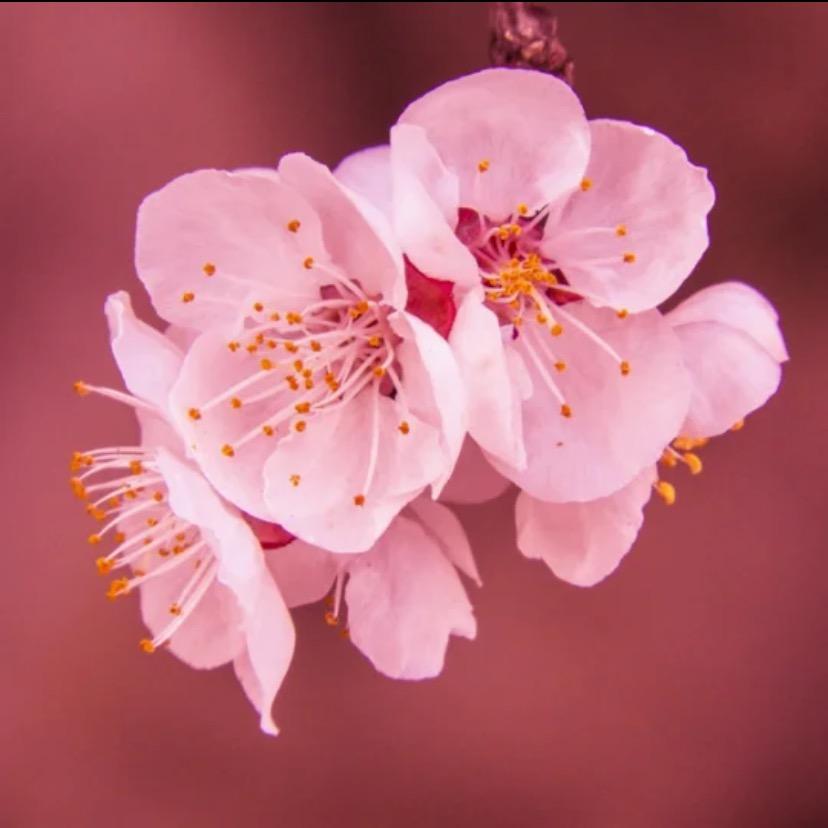 顾村樱花志