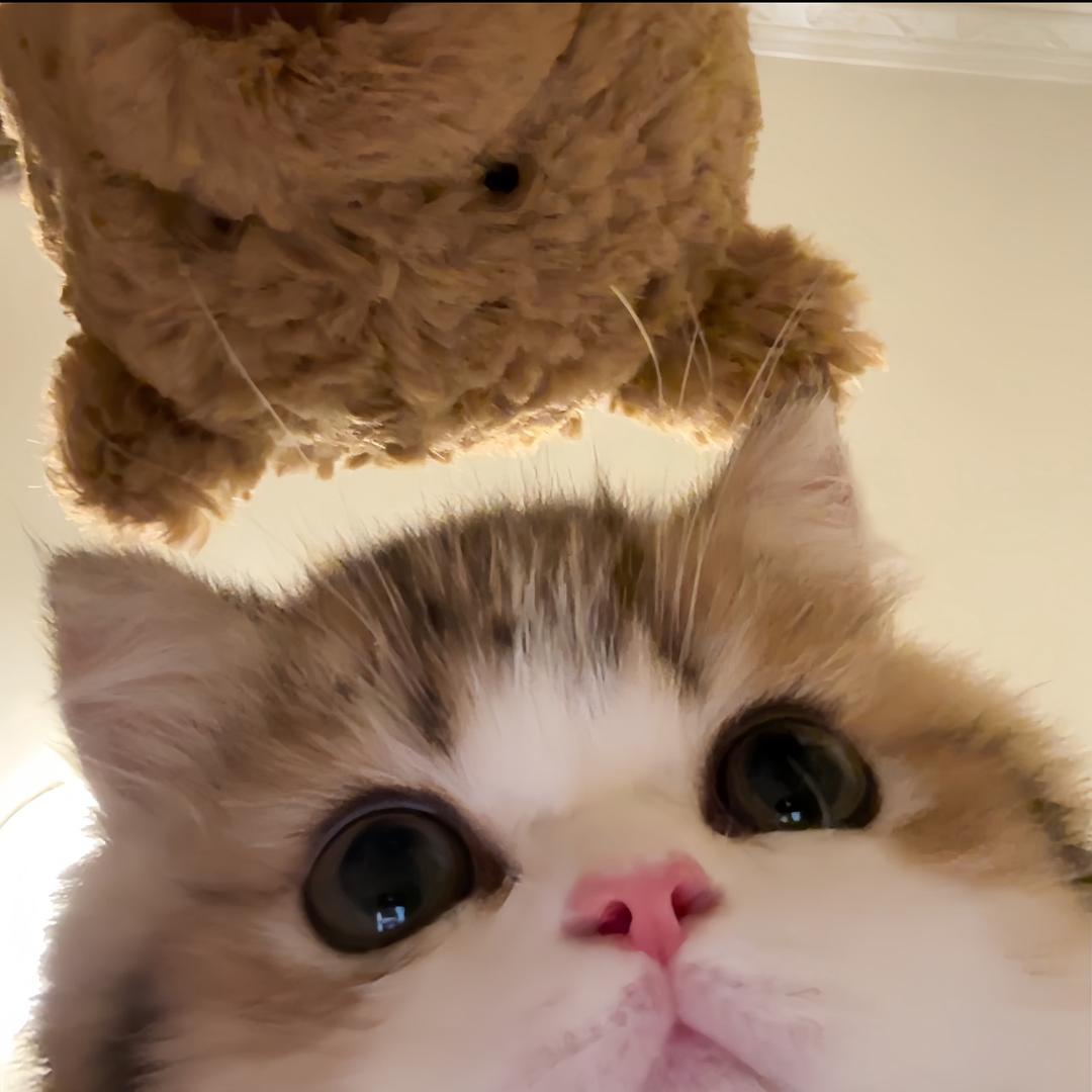 小猫大王🐾（躺板版）