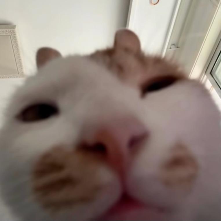 嵩嵩