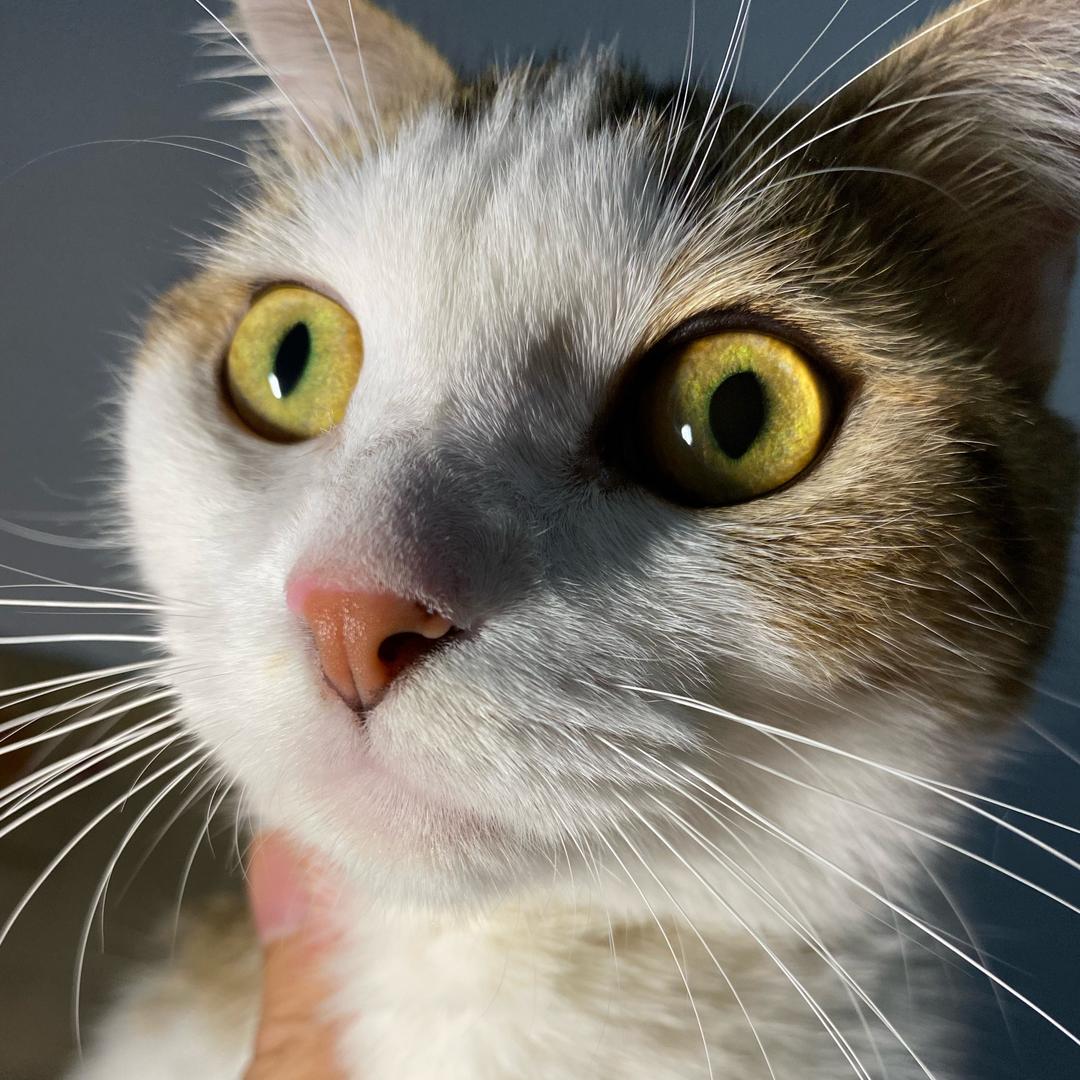 包子是只猫