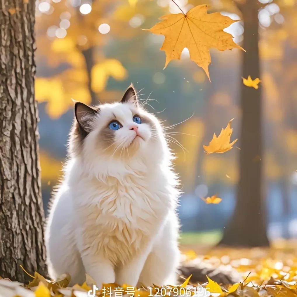 苒苒·小小衣橱