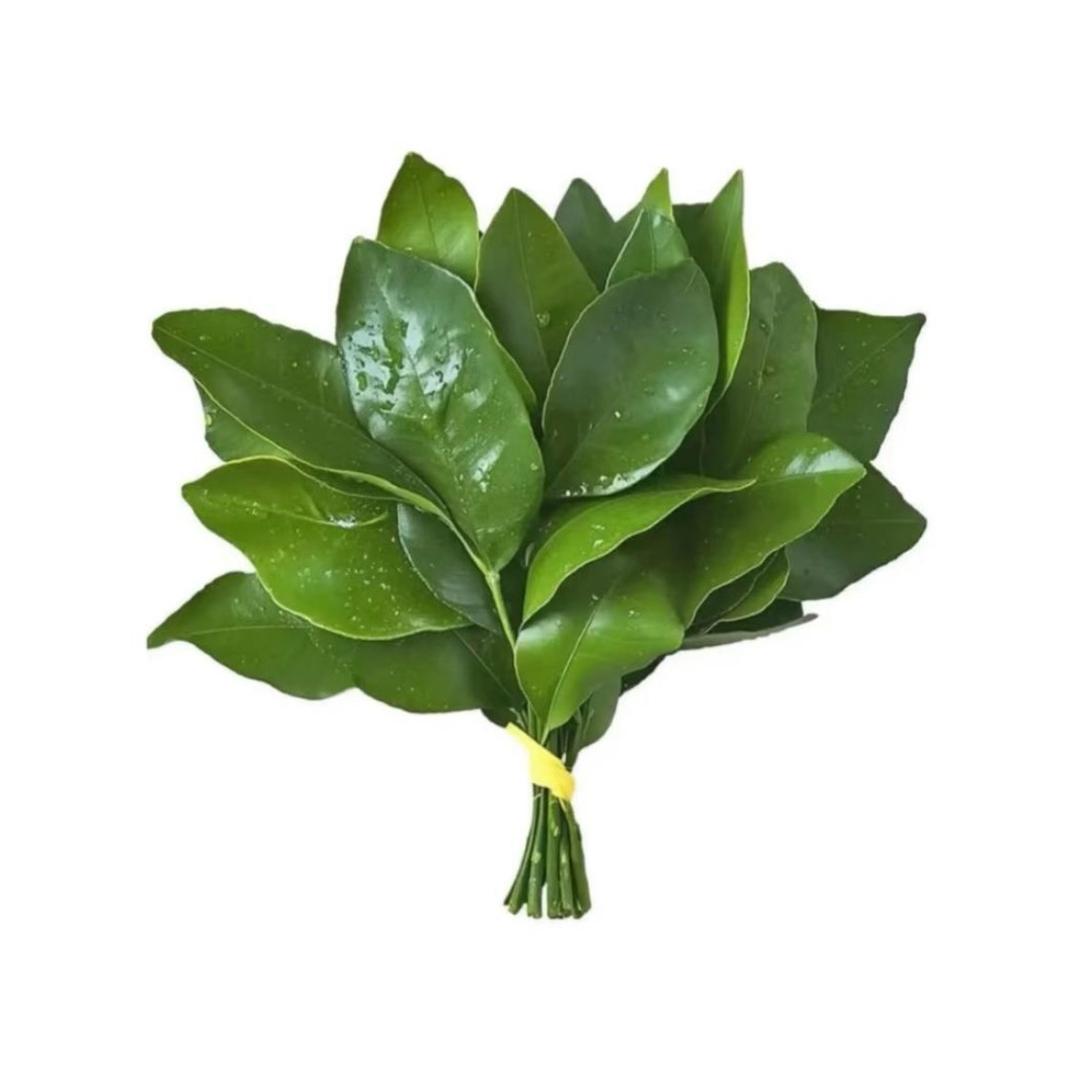 露露吖