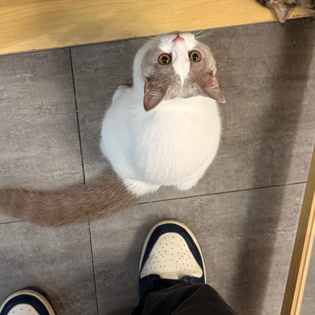谢不肉