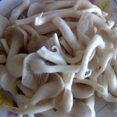 四川蘑菇王子