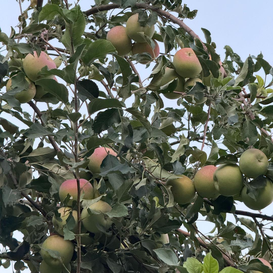 健康平安快乐每一天