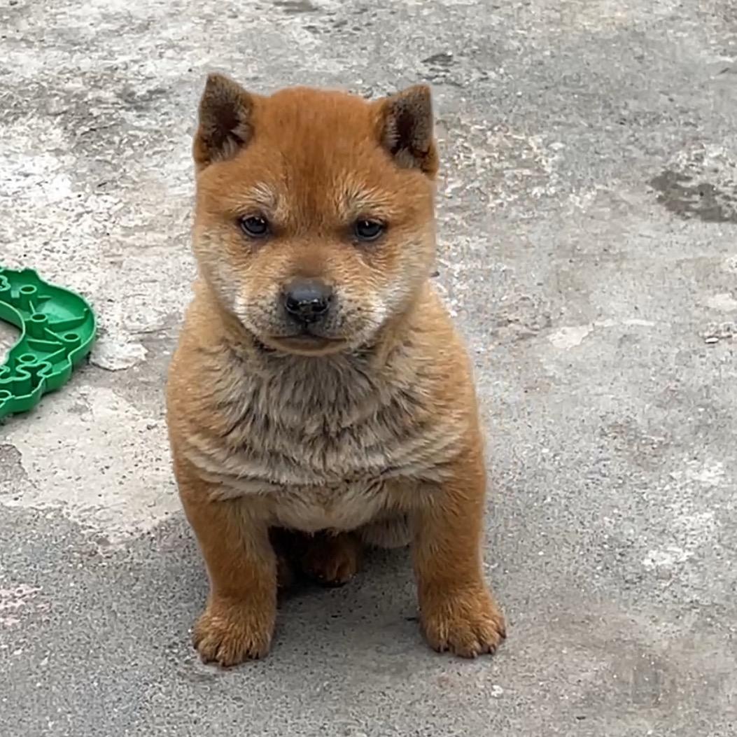 田园犬小六