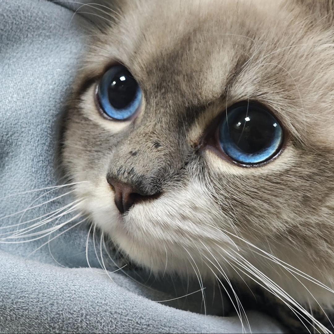 @筱莜.（见过肖宇梁版）