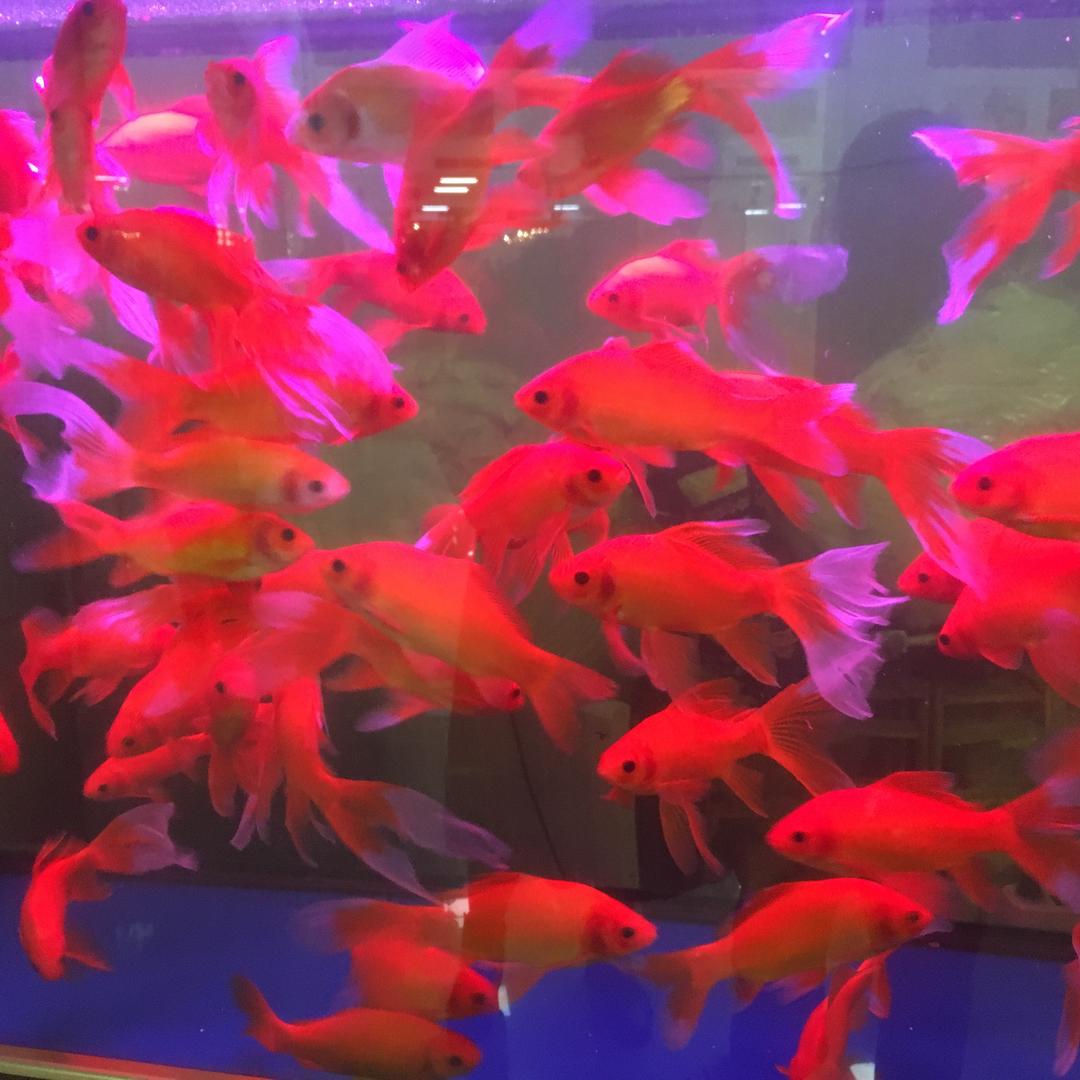 新月