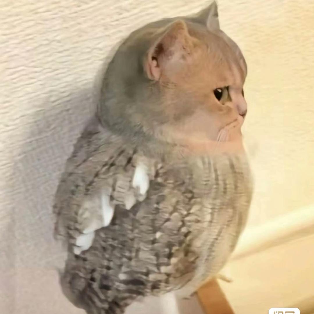 新手教父
