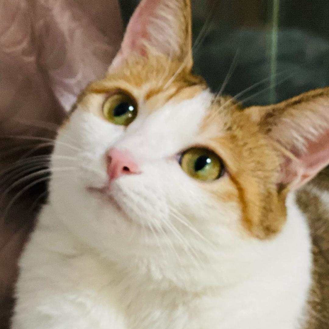 来来呀