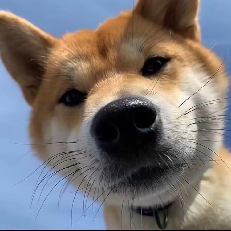 白泽
