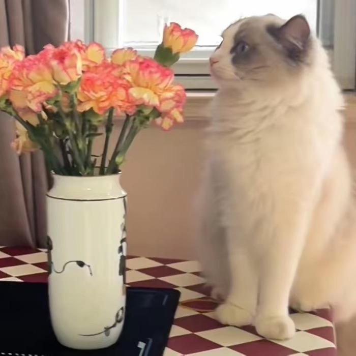 老张和咪的植物小天地