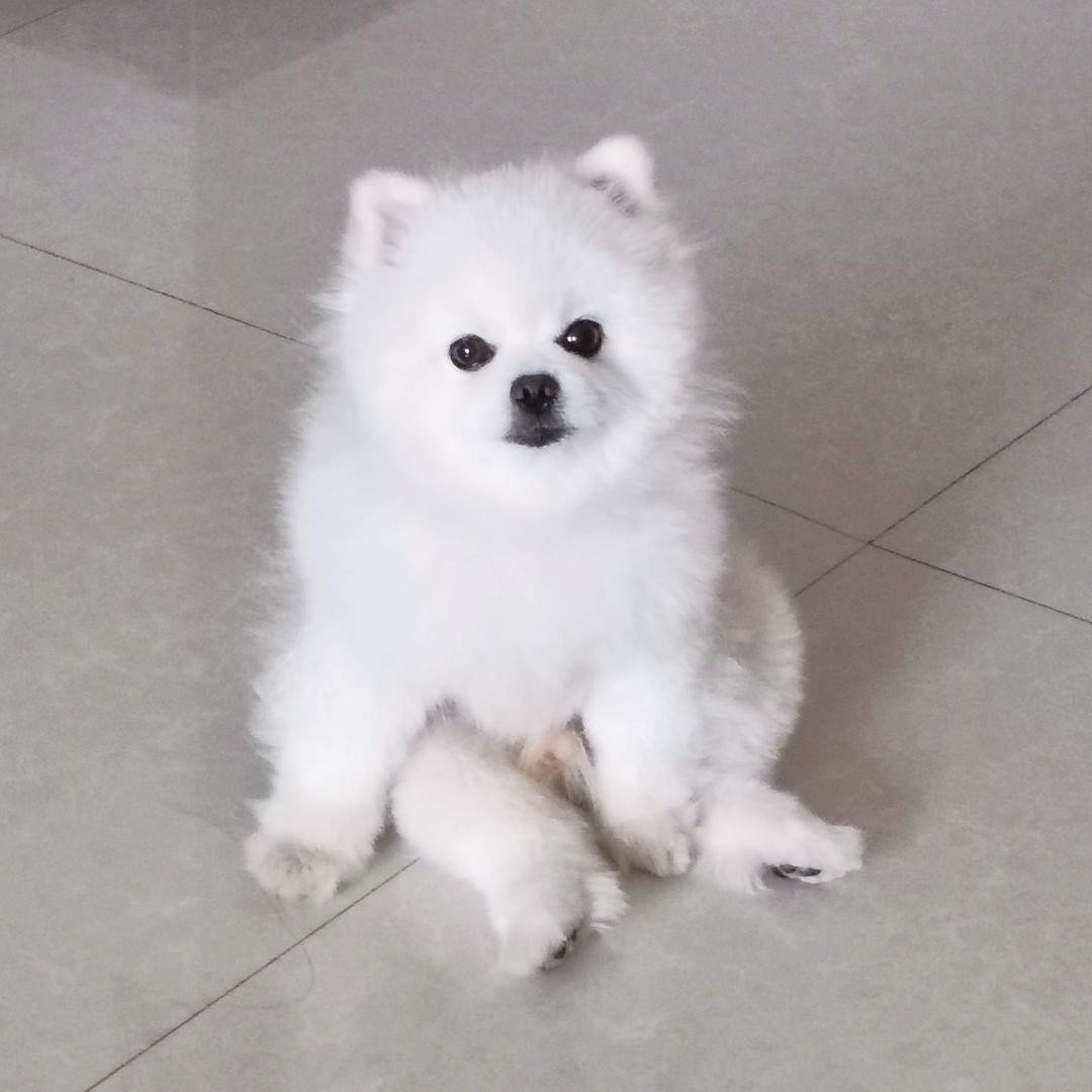 美味小金