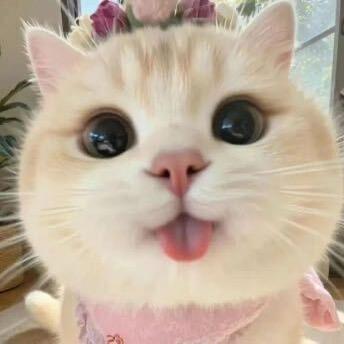 房東的貓