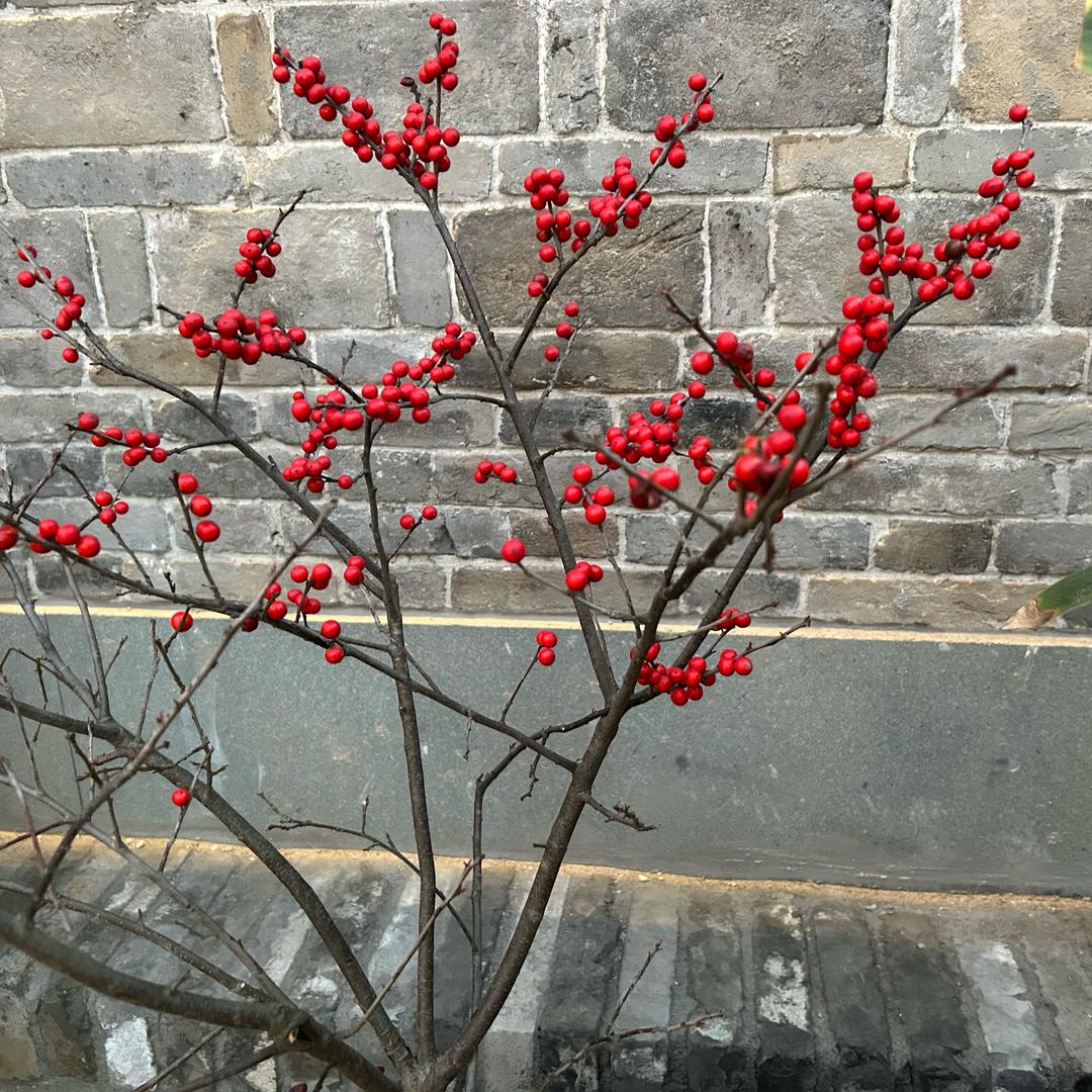 花有重开日，人无再少年