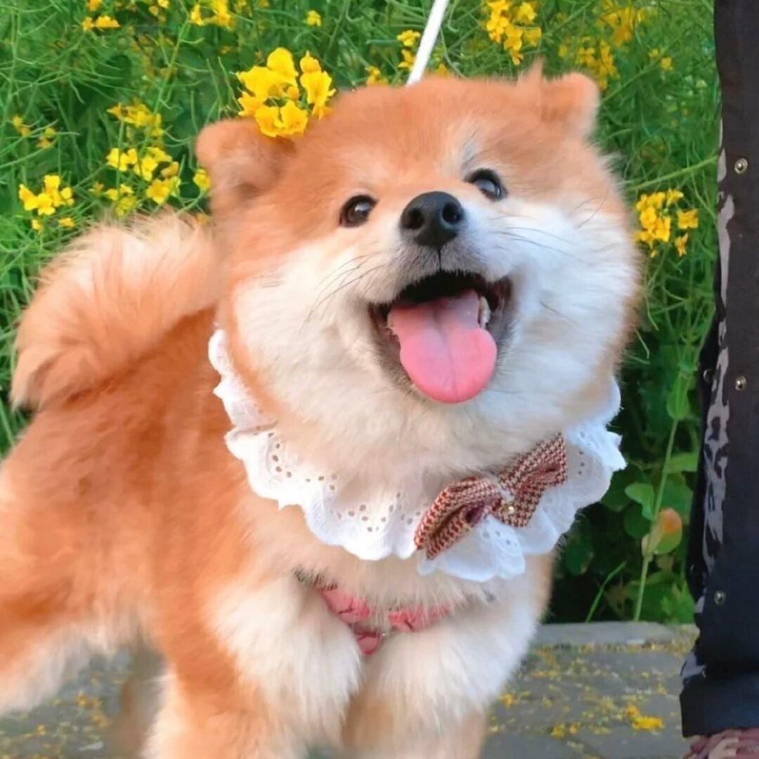 爱吃水煮菜