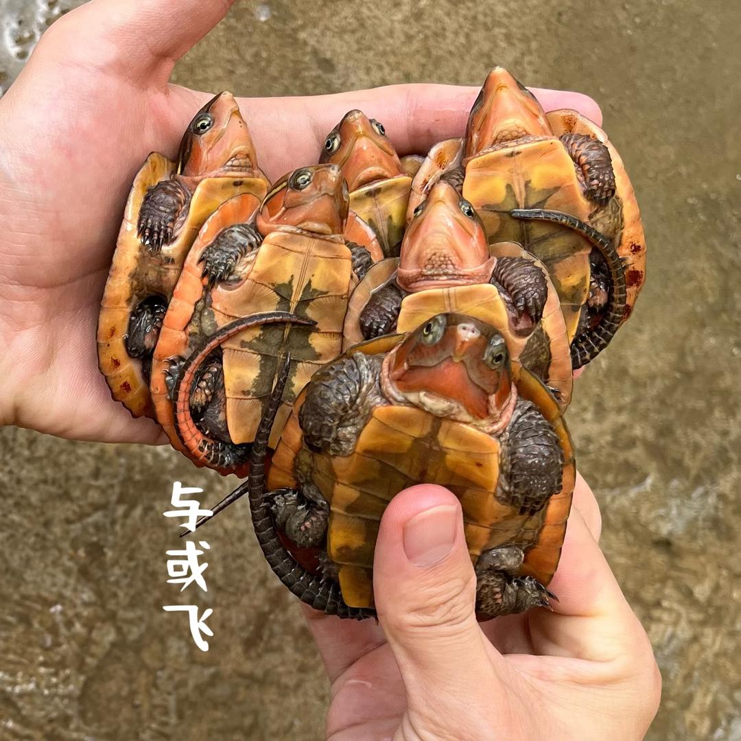 普定县与或飞鹰嘴龟养殖场