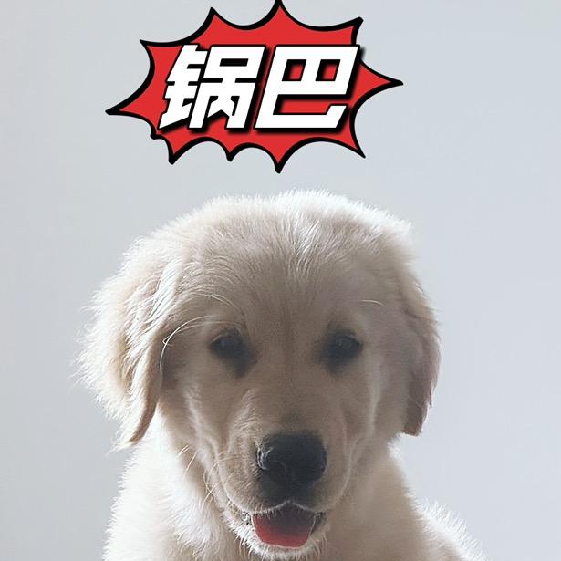 锅巴是条狗