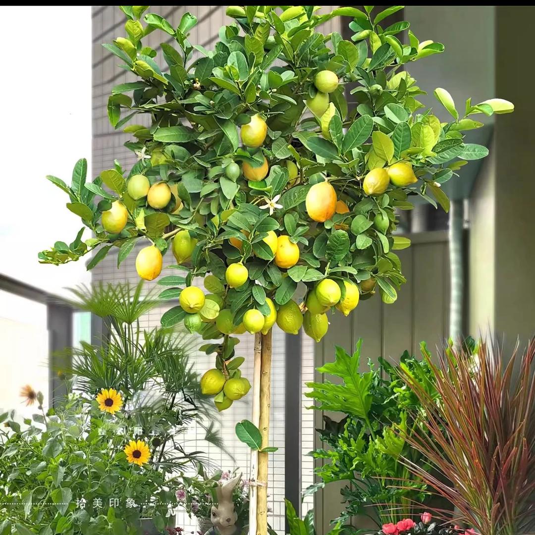 墨园果树苗木专营店