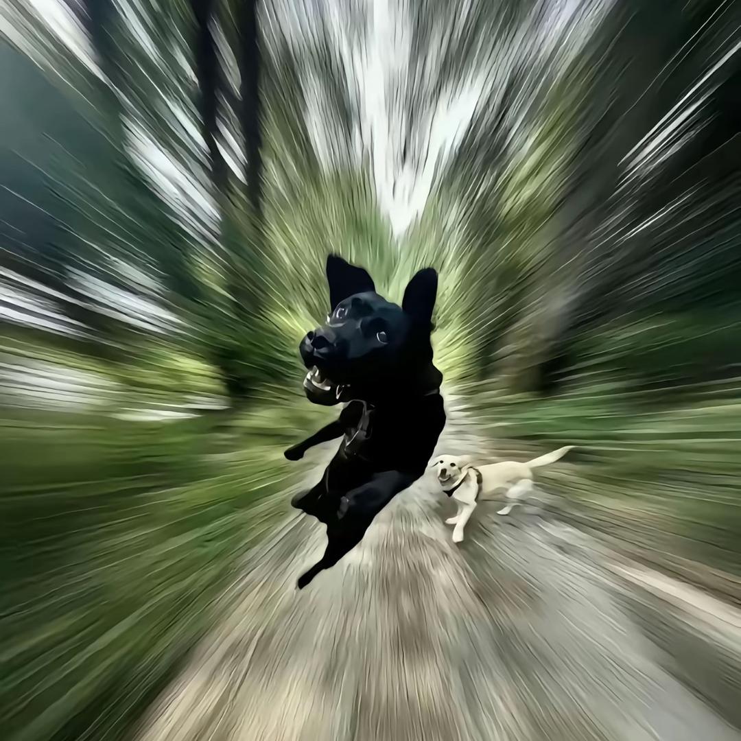 -李飞