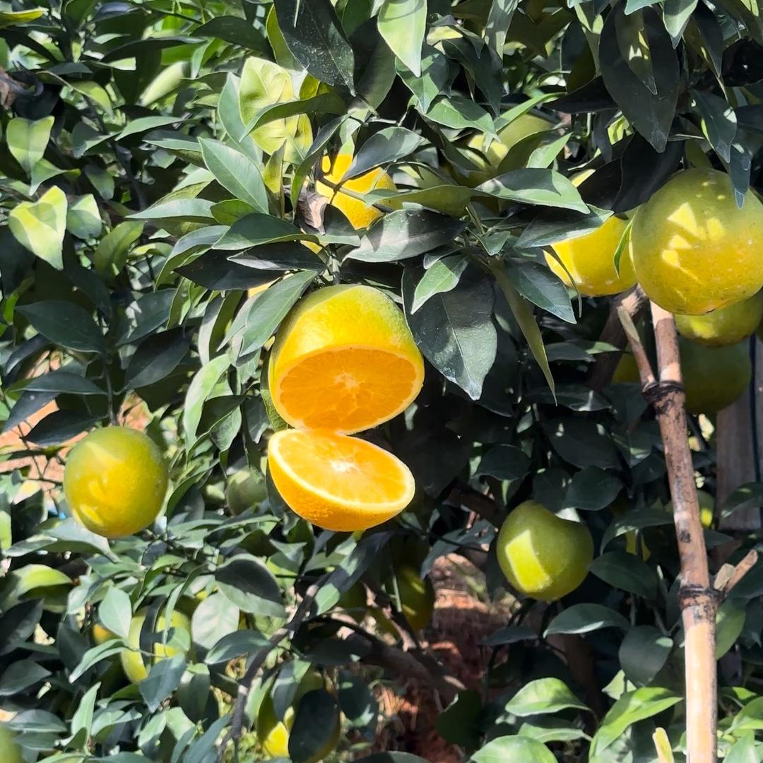 佛罗蜜鲜果直发🍊