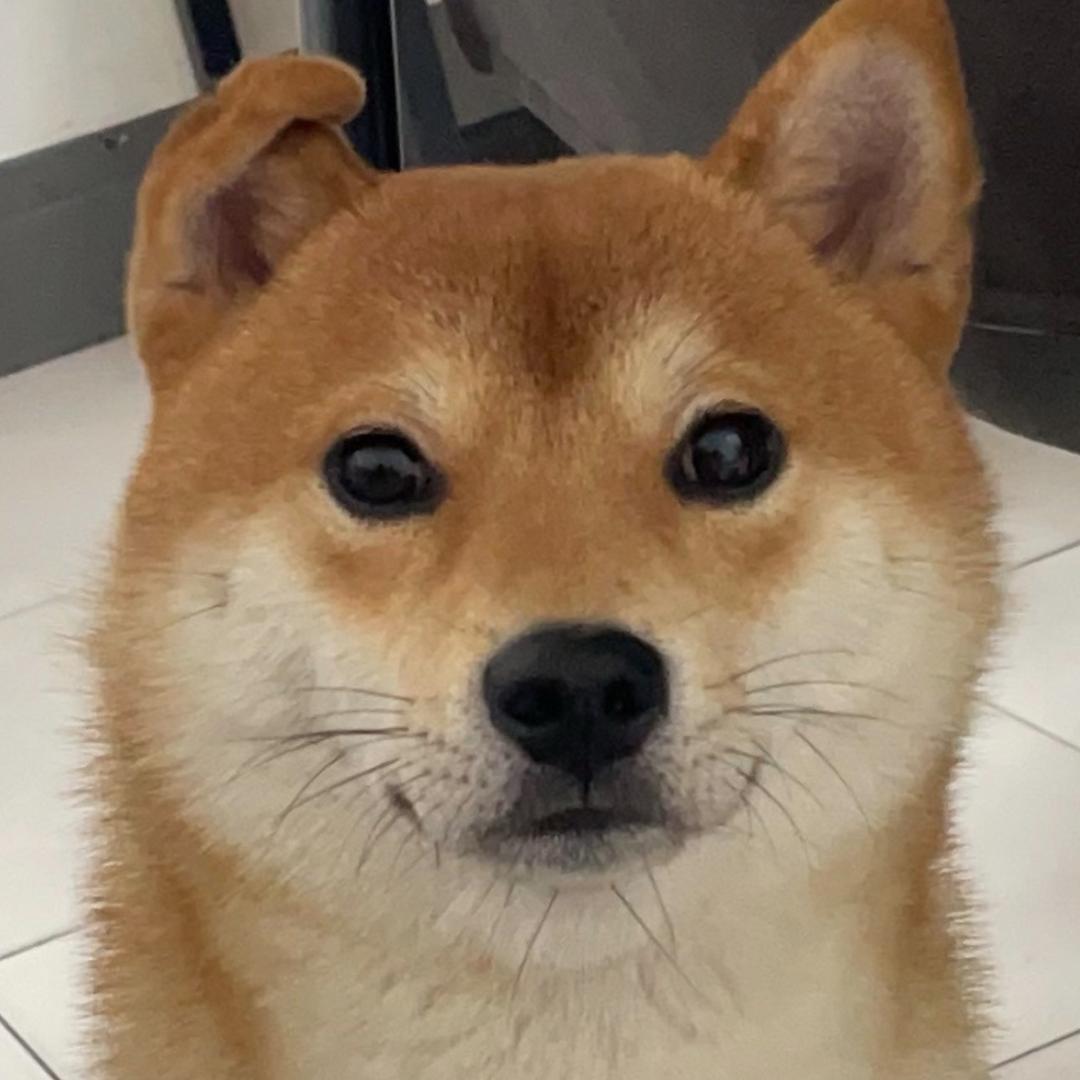 坨坨tuotuo