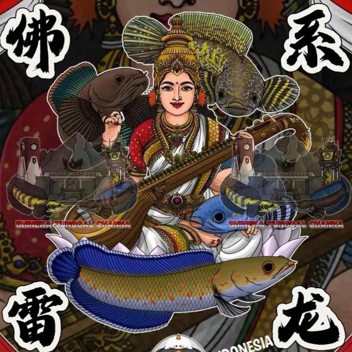 佛系雷龙鱼