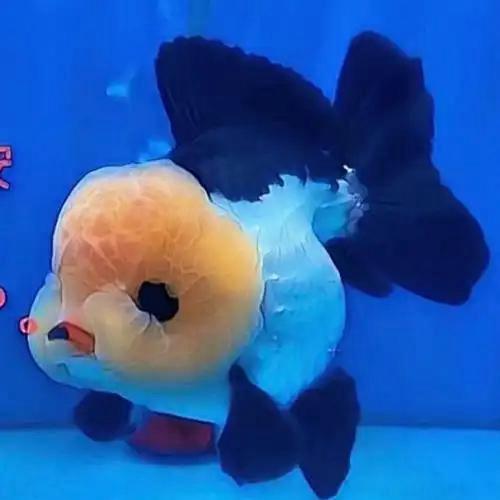 彭城金鱼养殖基地