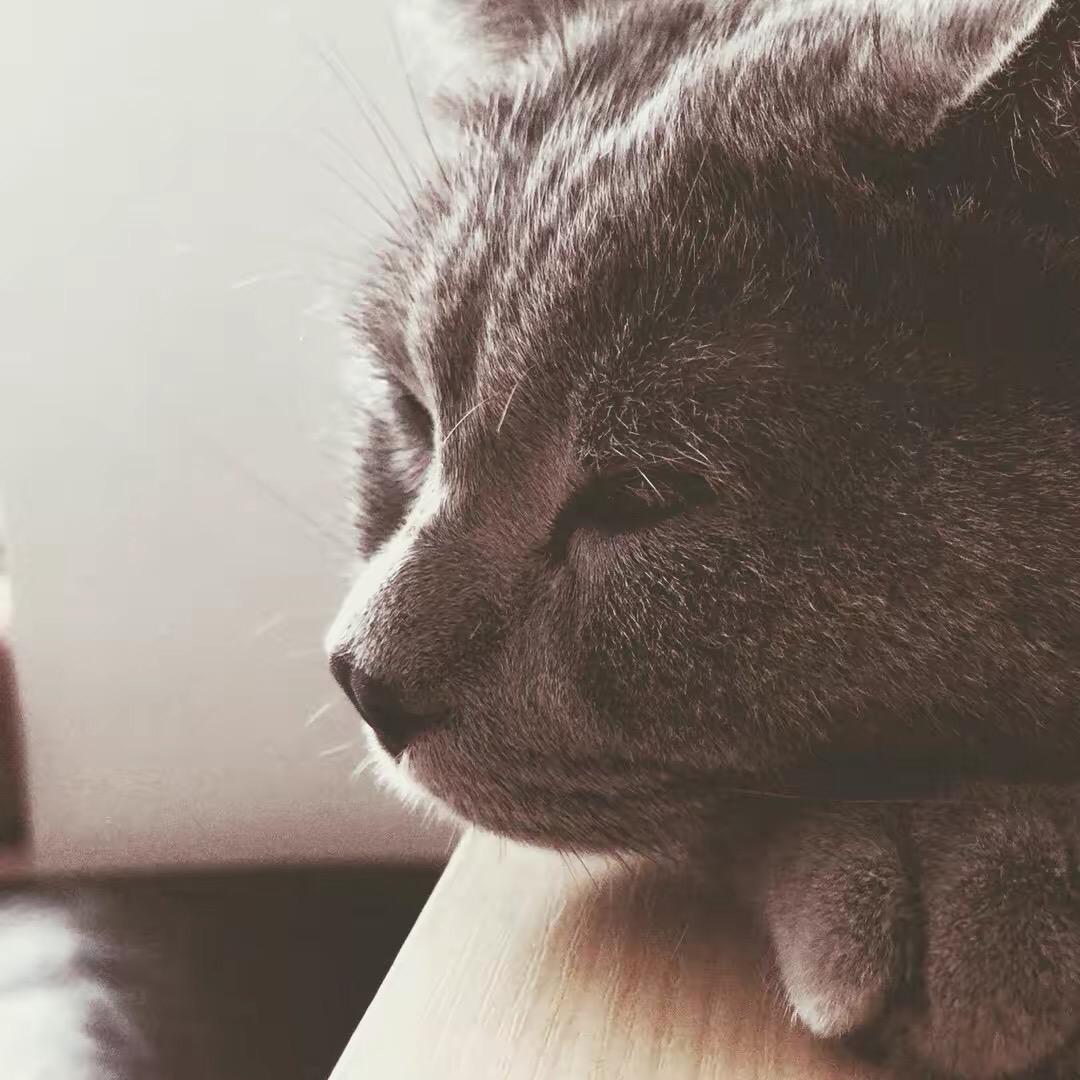 半圆先生（绝区零）