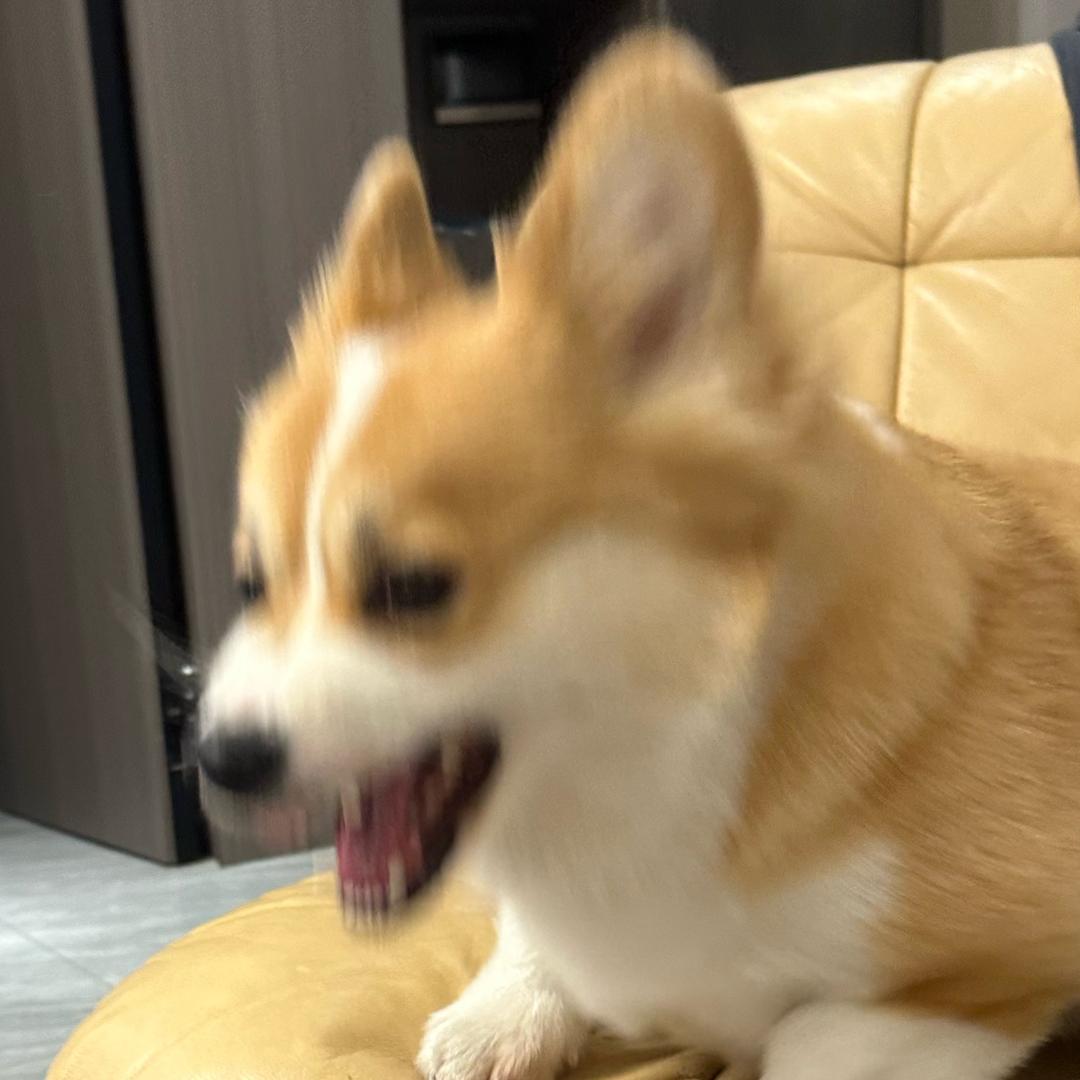 七崽的生活日记