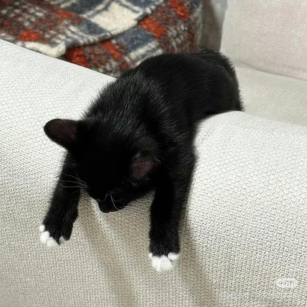 清九