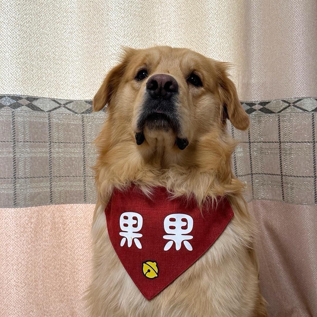 金毛果果
