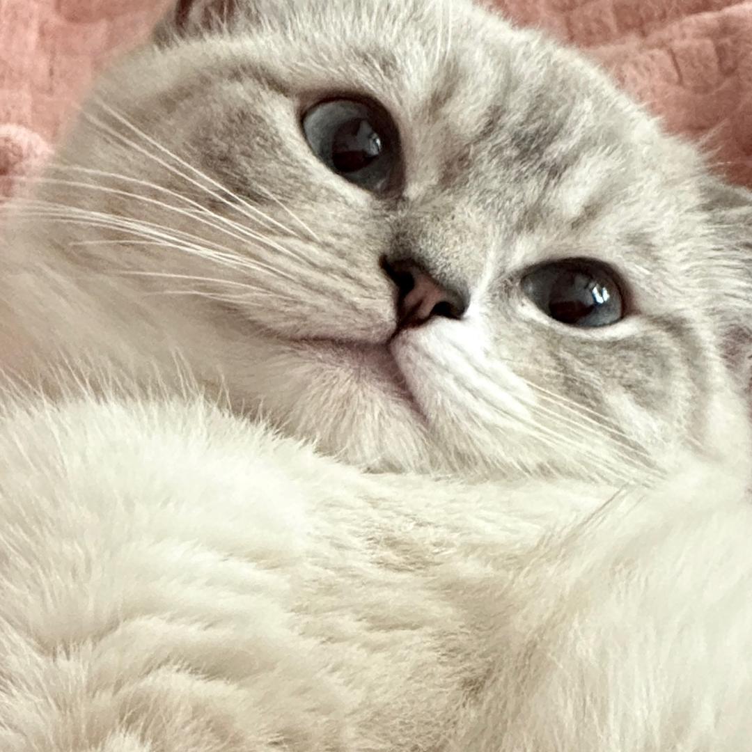 安安小甜心