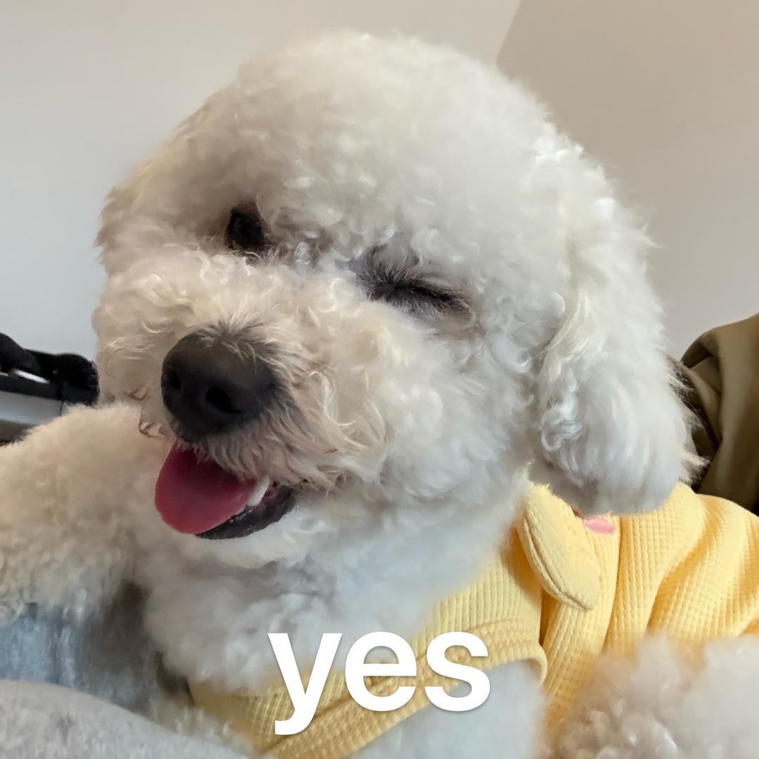 球球爱玩塞尔达