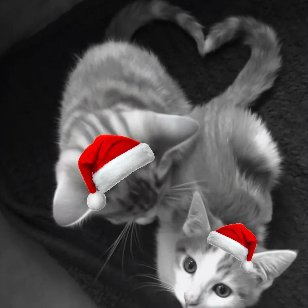 𝐲𝐚𝐧𝐠𝐛𝐚𝐨