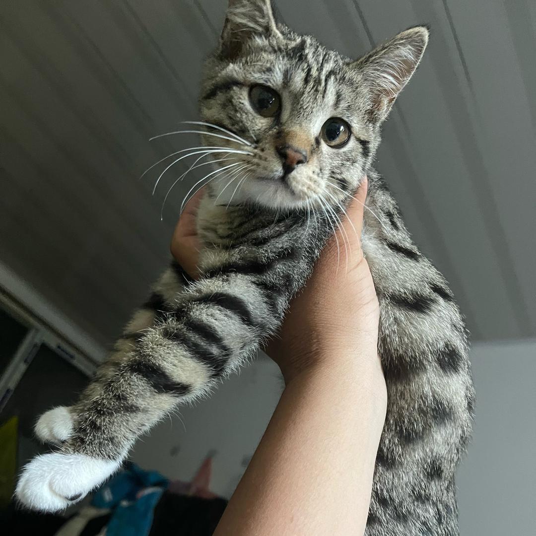 我有一只皮猫叫(好运）