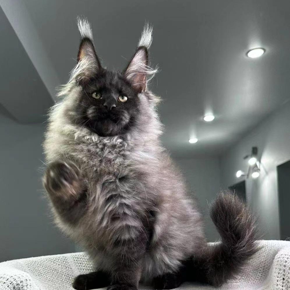 闫四爷萌宠猫
