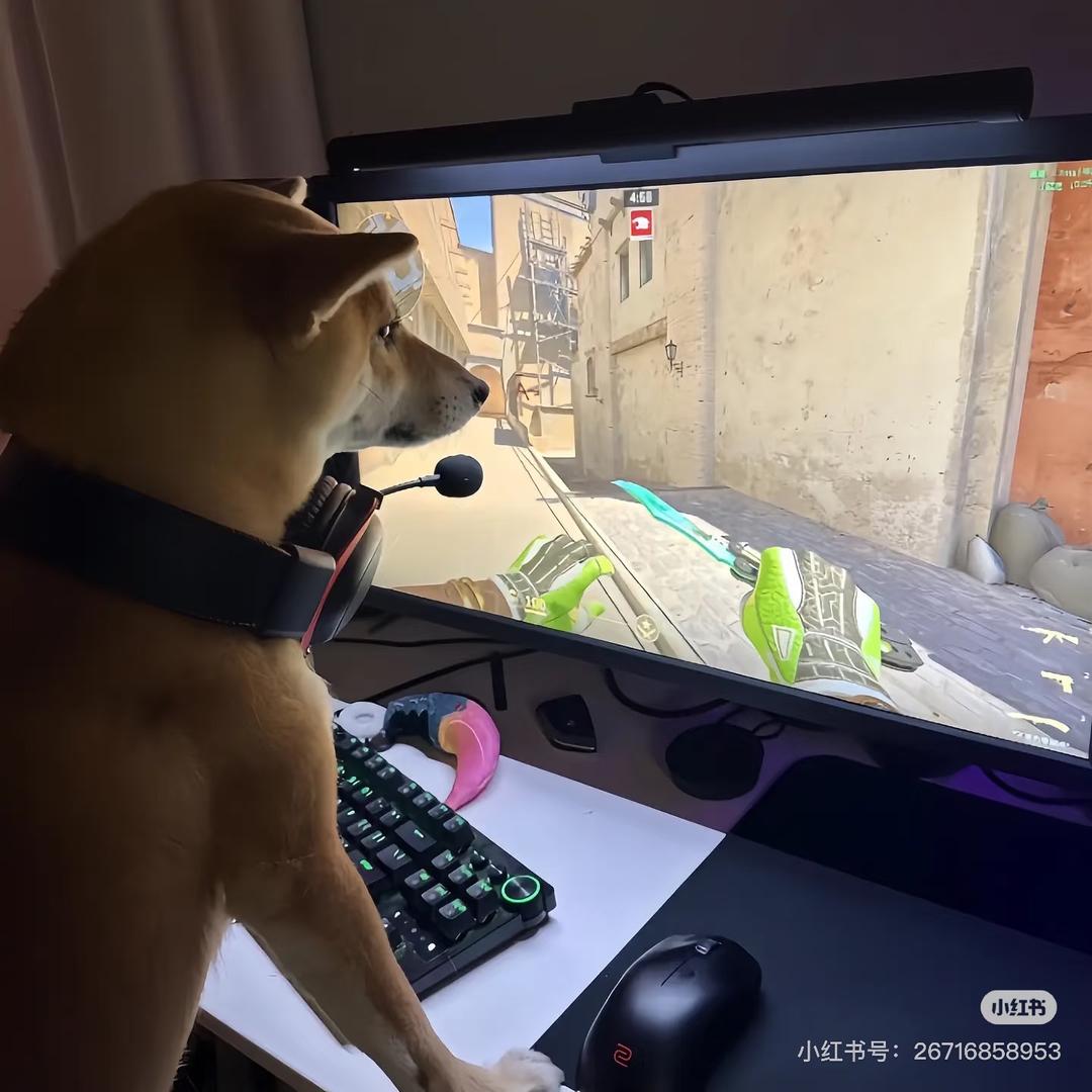 怎么总有刁民想害朕