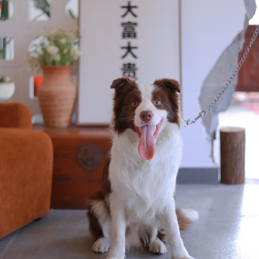 边牧贝塔