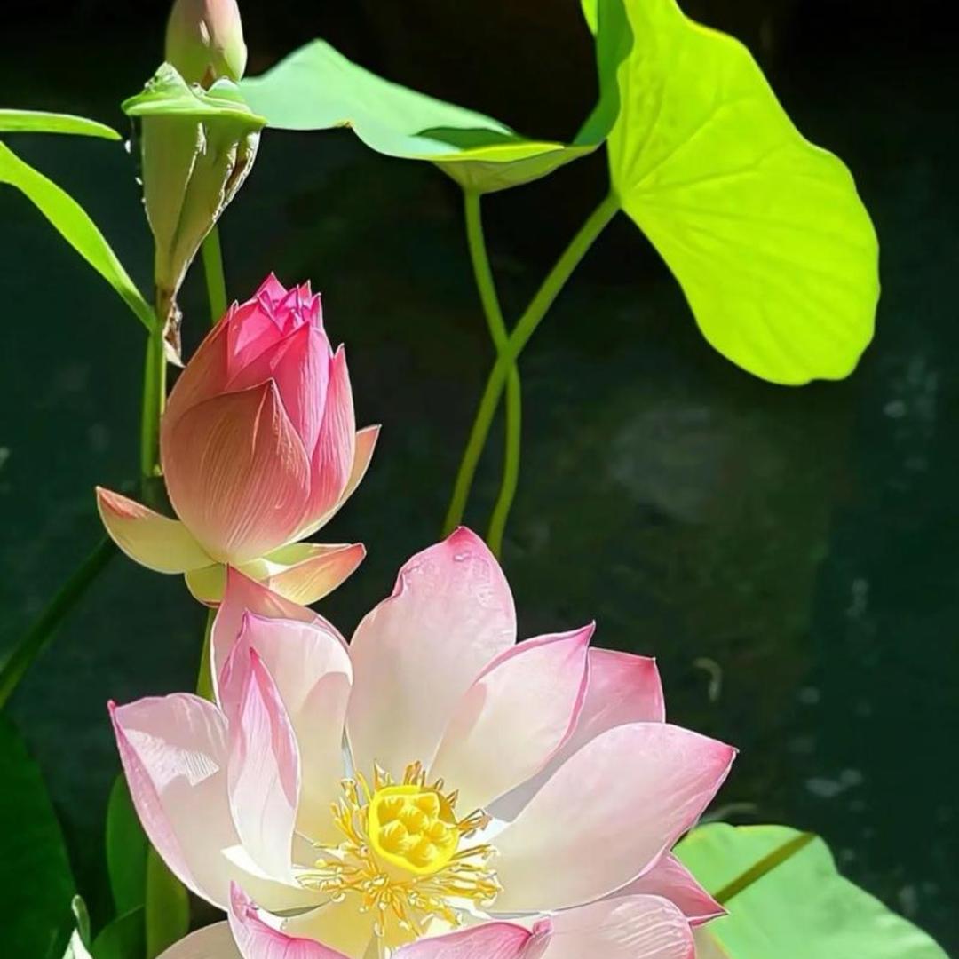 潮汕树哥