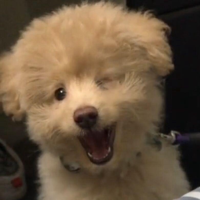 崔脆脆（kuppy版