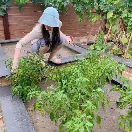 方姑爱种菜
