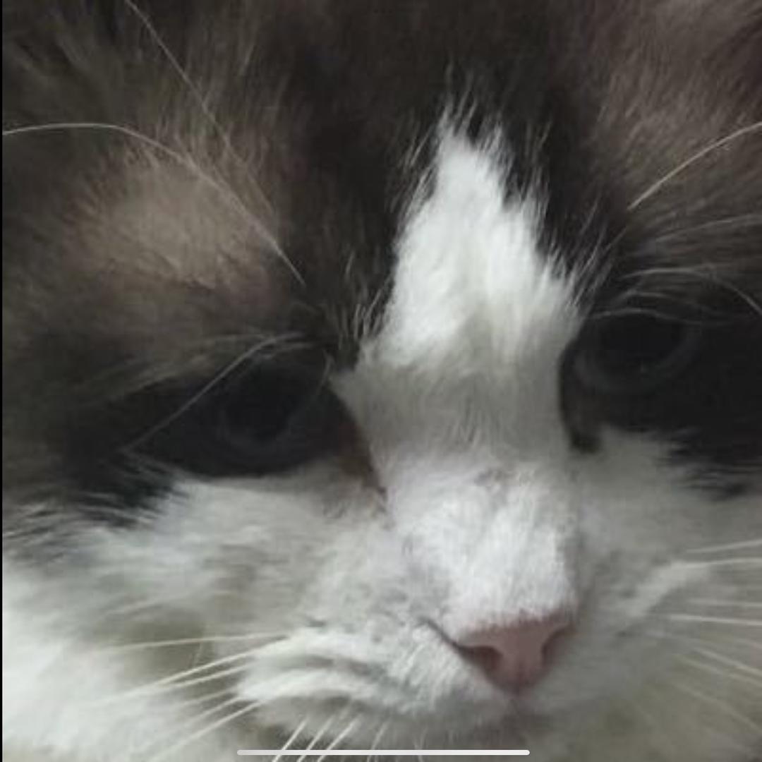 小猫？